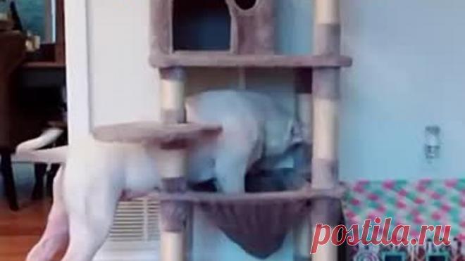 VID_20230618_161800_410.mp4