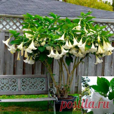 Комнатное растение Дурман (Datura). Дурман - эффектное растение с красивыми трубчатыми цветками, достигающими у некоторых видов полуметровой длины. Растение отличается устойчивостью к засухе и мощным ростом: иногда оно вытягивается в высоту до 120 см.Цветет в июле-сентябре. Порой дурман культивируют как декоративное растение. При этом следует помнить, что все виды дурмана содержат ядовитые алколоиды, в том числе атропин; не случайно народное название растения - "одурь-трава".