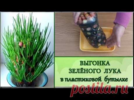ВЫГОНКА ЗЕЛЁНОГО ЛУКА в пластиковой бутылке.// Максимум зелёного лука с минимальной площади. - YouTube