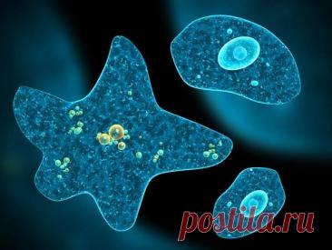 Амеба обыкновенная: Исчерпывающий гид по одноклеточному организму | PortalBio