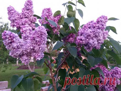 Олина серень
