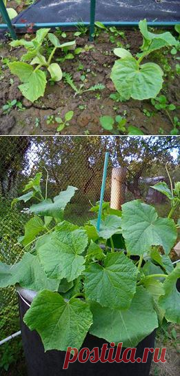 Найдите 10 отличий! 
Огурцы одного сорта, посажены в один день (20 мая). Вот что значат бытовые условия )))