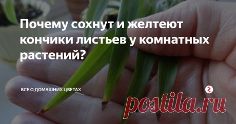 Почему сохнут и желтеют кончики листьев у комнатных растений?