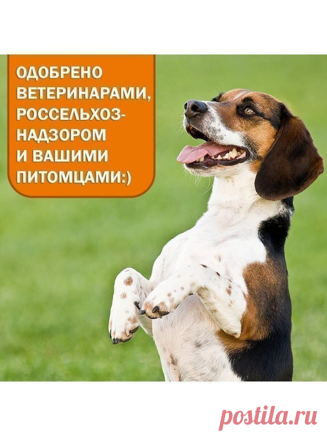 Комплекс витаминов группы В для шерсти собак от линьки GORILLA GRIP 118062448 купить за 357 ₽ в интернет-магазине Wildberries