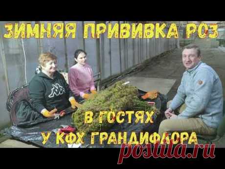 Зимняя прививка роз. Начало.