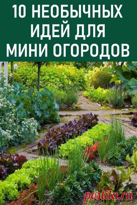 ДАЧА, САД, ОГОРОД