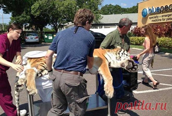 Из тигра вытащили два килограмма комков шерсти(4 фото)