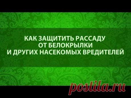 Как бороться с белокрылкой – советы и предостережения