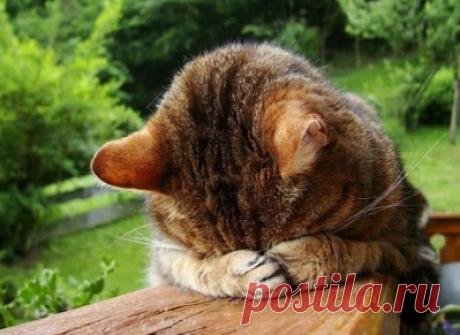 Подборка разных идей для игрушек / Болталка / Интересные идеи для вдохновения