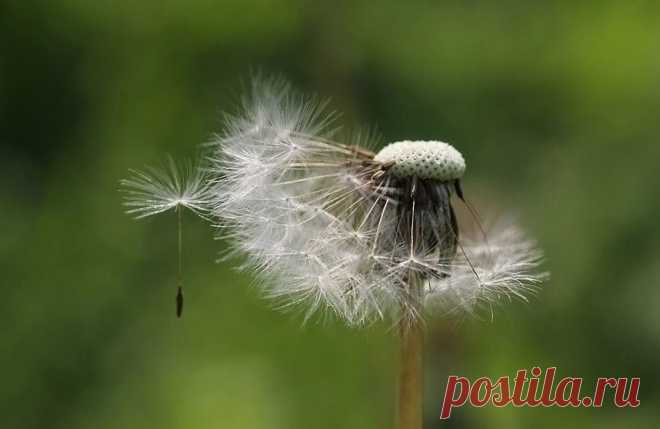 Фотография невесомость из раздела макро №5365431 - фото.сайт - Photosight.ru