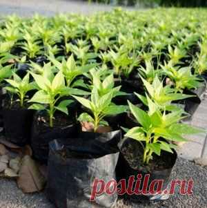 Усадьба | Огородник : Выращиваем рассаду в мешке