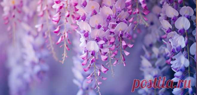 Wisteria/Глициния
- это название цветка и растения, которое происходит от латинского слова. 
Во многих культурах wisteria ассоциируется с красотой, изобилием и очарованием. 
Это красивое растение с гроздьями фиолетовых или розовых цветов, которые зачастую используются для украшения садов и дворов.