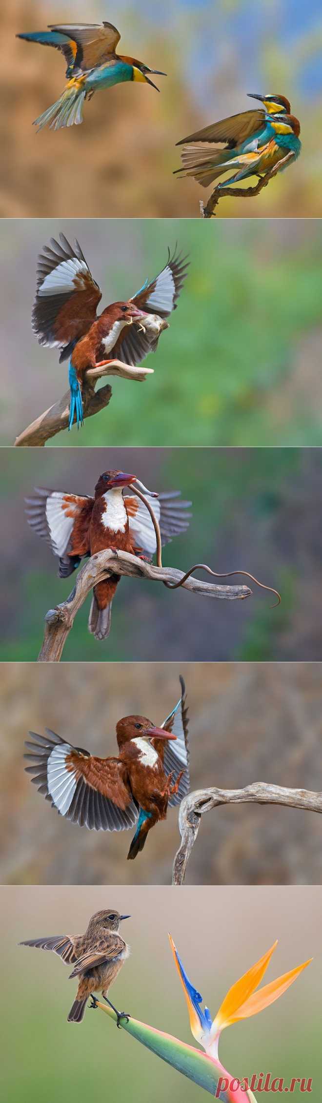 Удивительные фотографии птиц Яки Зандера :  НОВОСТИ В ФОТОГРАФИЯХ