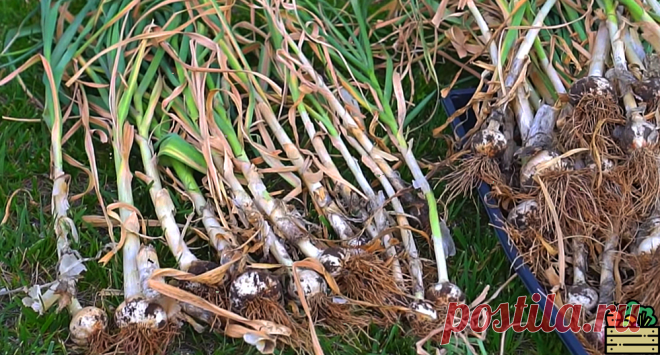 Не надо торопиться выкапывать чеснок: рассказываю, на что обратить внимание при выкопке чеснока, а также что делать после сбора урожая | Удачный урожай | Яндекс Дзен