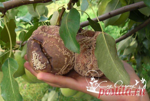 Плодовая гниль имеет обыкновение развиваться на семечковых и косточковых деревьях.