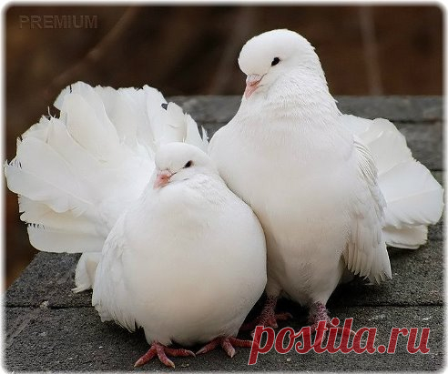 Голуби - символ взаимной любви ...