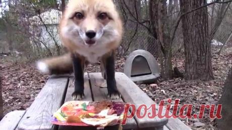 Она угостила лису вкусненьким. Реакция лесного звер...