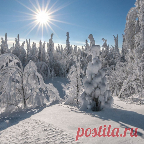 Вот она, настоящая зима!❄️
Зима для того и создана в белых тонах, что бы начинать свою жизнь с белого листа