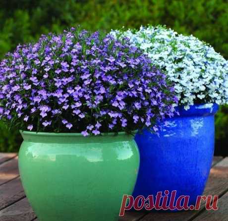 Уход за лобелией

#цветы