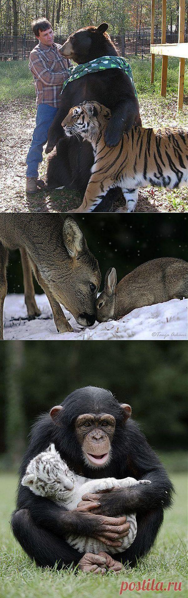 Дружба животных — противоположности притягиваются | ТАЙНЫ  ПЛАНЕТЫ  ЗЕМЛЯ