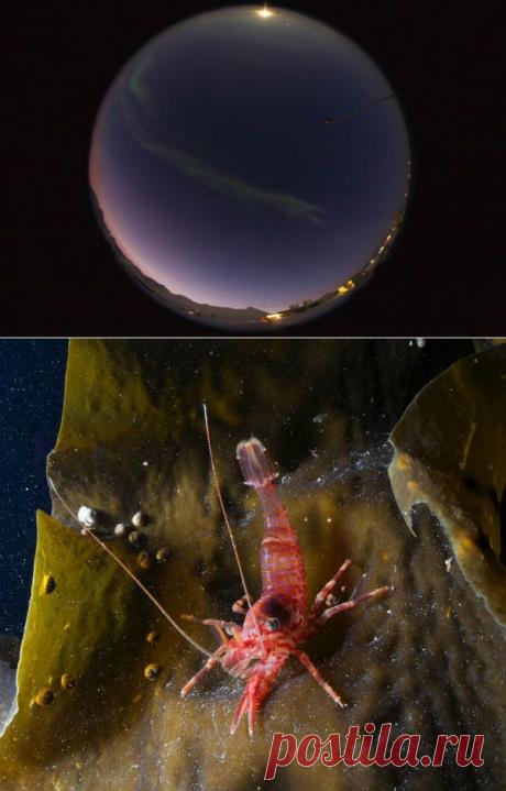 Полярной зимой животные не спят | Все умницы