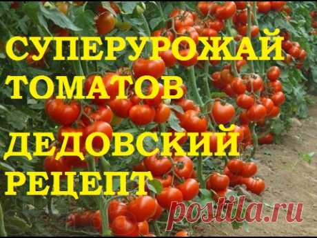 Суперурожай томатов! Дедовский рецепт! - YouTube