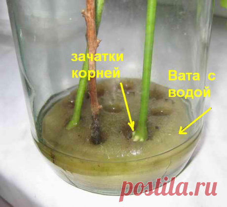 Янтарная кислота для комнатных растений — как применять в таблетках, показания и отзывы