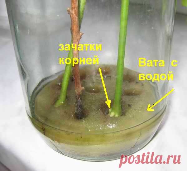 Янтарная кислота для комнатных растений — как применять в таблетках, показания и отзывы