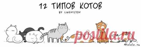 12 типов котов: найди своего засранца