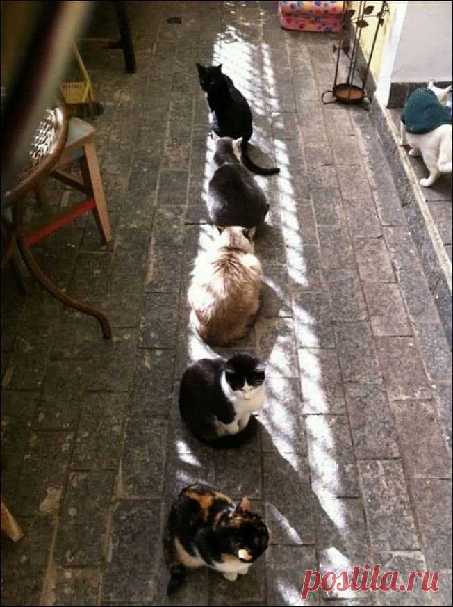 15 животных, которые ну очень хотели тепла