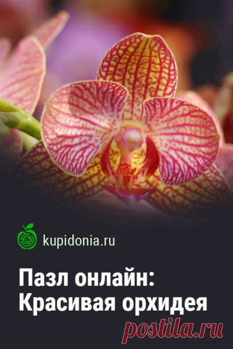 Пазл онлайн: Красивая орхидея. Соберите красивый пазл онлайн с яркой орхидеей из серии 'Красивые цветы'.