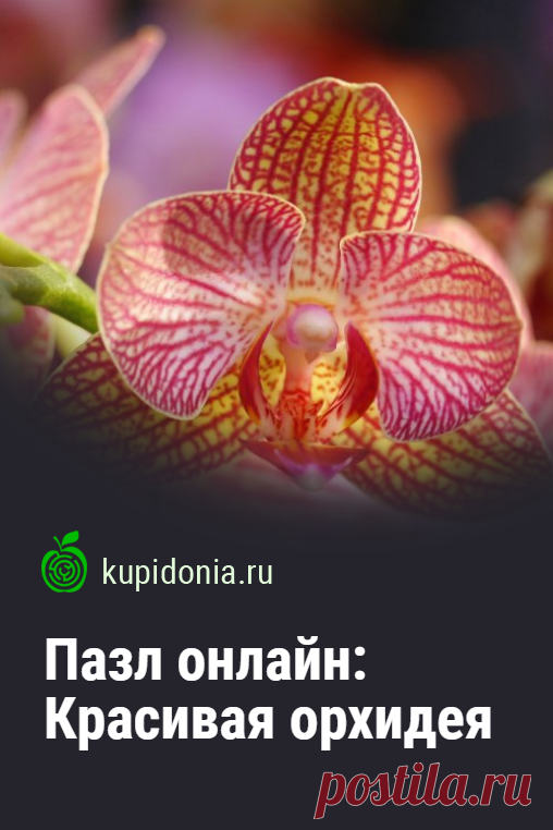 Пазл онлайн: Красивая орхидея. Соберите красивый пазл онлайн с яркой орхидеей из серии 'Красивые цветы'.