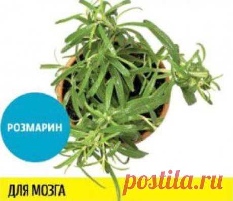 ОБЛЕПИХОВОЕ . ПОЛЕЗНЫЕ СВОЙСТВА.