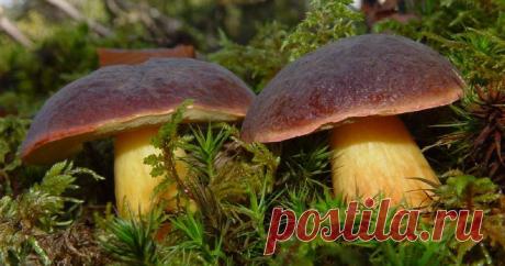 Коричневый гриб: +37 фото, описание и название