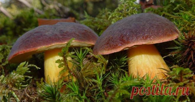 Коричневый гриб: +37 фото, описание и название