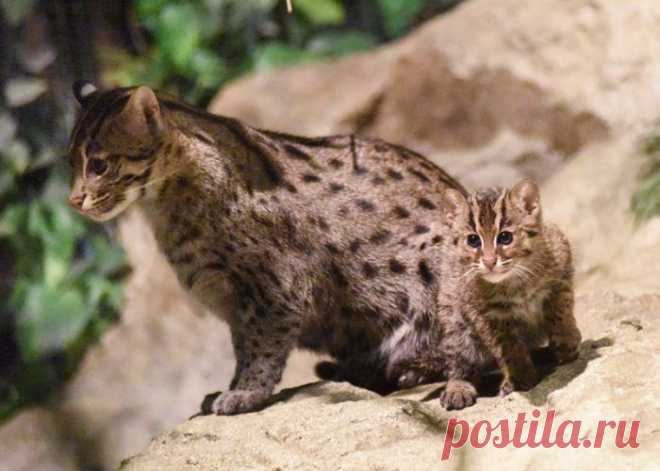 Кошка-Рыболов или Виверровый кот: 25+ фото Крапчатой, цена