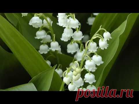 «Невозможная любовь» из Осенней сюиты в 7 частях. Музыка Владимира Сидорова. Исполняет Семён Мазурок (миди-контроллер, саксофон). 2018 г.