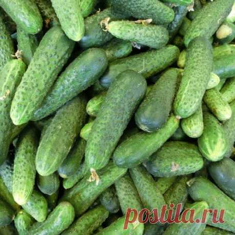 Секреты июльского посева огурцов