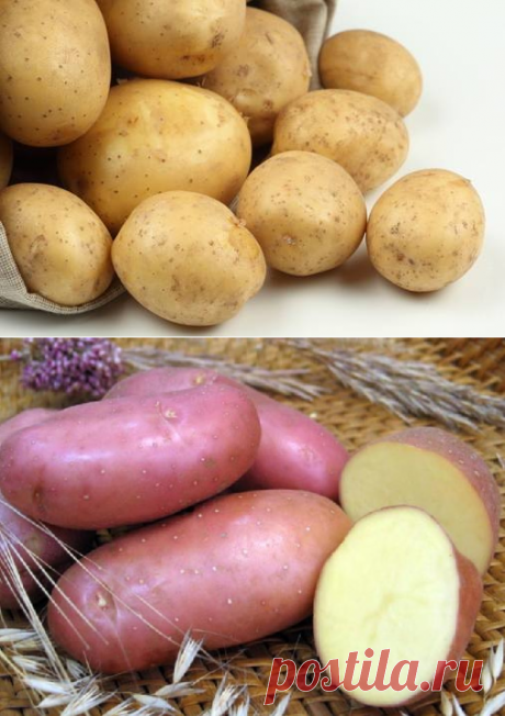 Сорта картофеля для ценителей вкуса и любителей урожая!..