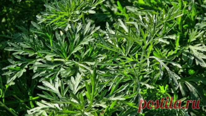 Лечение полынью убивает всю гноеродную простейшую инфекцию в организме - Леди Молодость