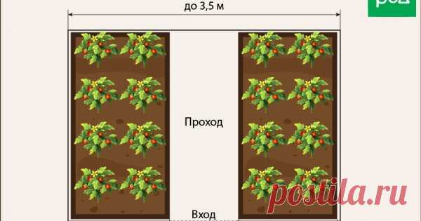 На каком расстоянии сажать помидоры в теплице и открытом грунте (схемы) Часто даже при правильном уходе помидоры заболевают гнилями и не дают завязей. А все потому, что во время посадки между кустами не соблюдается нужная дистанция. Представляем понятные схемы высадки томатов, чтобы вы получили хороший урожай.
