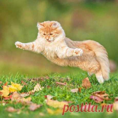 Здоровая кошка: 5 советов для владельцев