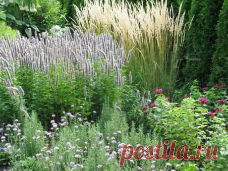 Импозантный гигант лофант, или агастахе. Виды и сорта. Выращивание, уход, размножение. Фото — Ботаничка.ru