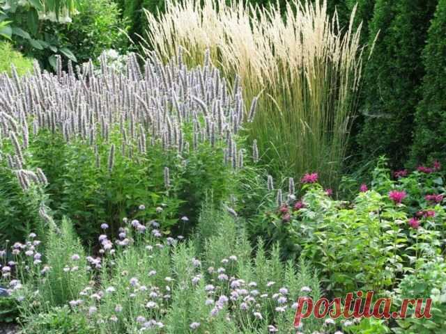 Импозантный гигант лофант, или агастахе. Виды и сорта. Выращивание, уход, размножение. Фото — Ботаничка.ru