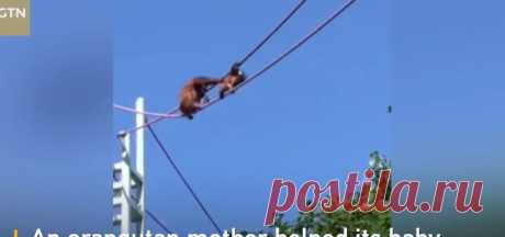 Мама-орангутанг помогает детенышу пройти по веревке #Видео