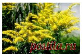 Эликсир молодости: Золотарник vs мочевые камни