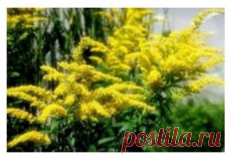 Эликсир молодости: Золотарник vs мочевые камни