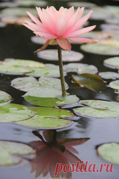 Туманное утро умыто росой,
Трава под ногами примята,
Луч солнца игриво скользит над водой 
И пахнет ромашкой и мятой. 
Кувшинка проснулась, синичка поёт, 
Свежо и спокойно. И свято...
Душа встрепенулась и рвётся в полёт
За горизонты куда-то...