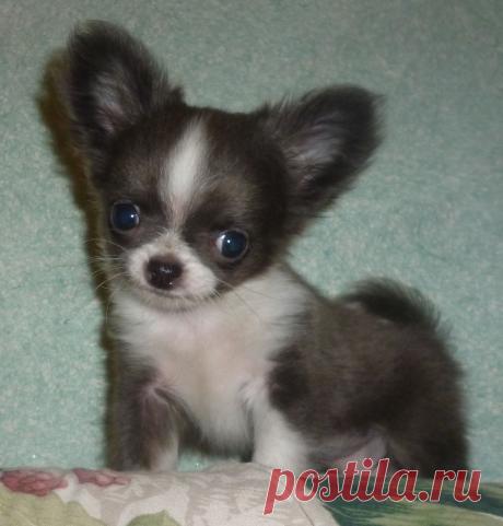 Самая прекрасная девочка... что красива, что забавна... никто при виде её не останется равнодушным. Несмотря на то, что очень маленькая, шустренькая и самостоятельная. Любит играться, целоваться, любит, когда пузико чешут. Принесёт полный дом радостных эмоций. Дорого... Щенков можно посмотреть по скайпу.