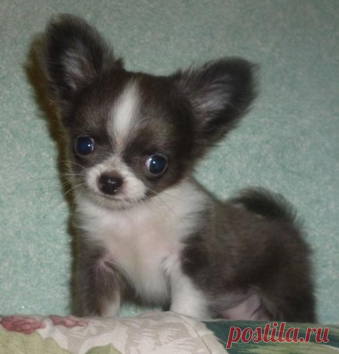 Самая прекрасная девочка... что красива, что забавна... никто при виде её не останется равнодушным. Несмотря на то, что очень маленькая, шустренькая и самостоятельная. Любит играться, целоваться, любит, когда пузико чешут. Принесёт полный дом радостных эмоций. Дорого... Щенков можно посмотреть по скайпу.